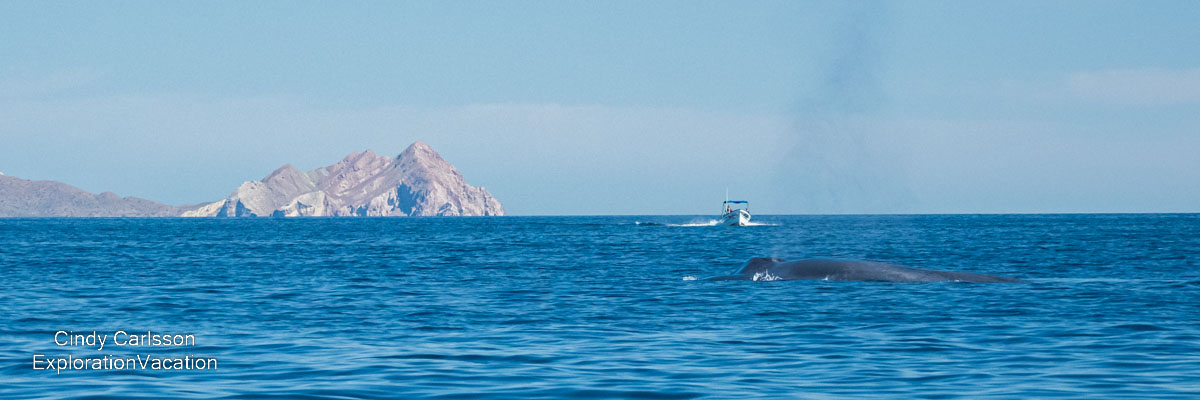 photo of a blue whale tail and a boat in the Sea of Cortez (Gulf of California) near Loreto Mexico &copy; Cindy Carlsson at ExplorationVacation.net