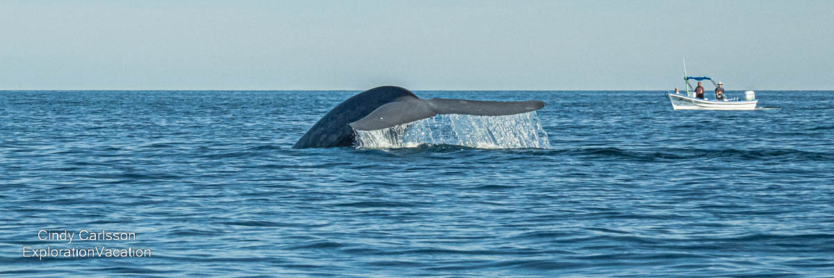 photo of a blue whale tail in the Sea of Cortez (Gulf of California) near Loreto Mexico &copy; Cindy Carlsson at ExplorationVacation.net
