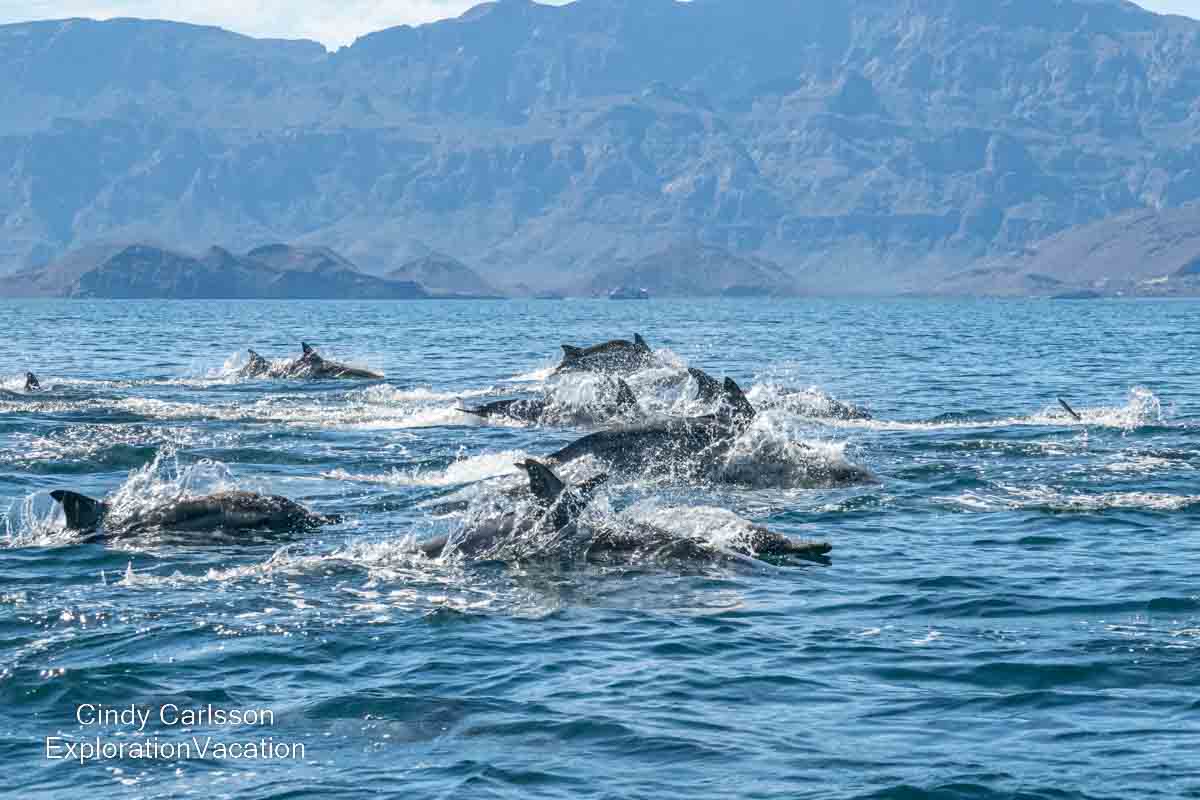 photo of fleeing dolphins in the Sea of Cortez (Gulf of California) near Loreto Mexico &copy; Cindy Carlsson at ExplorationVacation.net