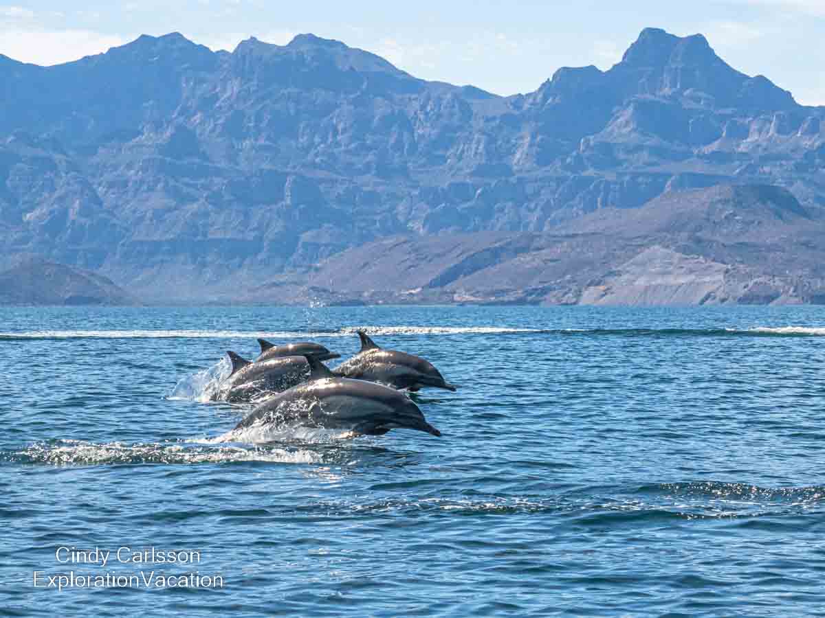 photo of dolphins in the Sea of Cortez (Gulf of California) near Loreto Mexico &copy; Cindy Carlsson at ExplorationVacation.net