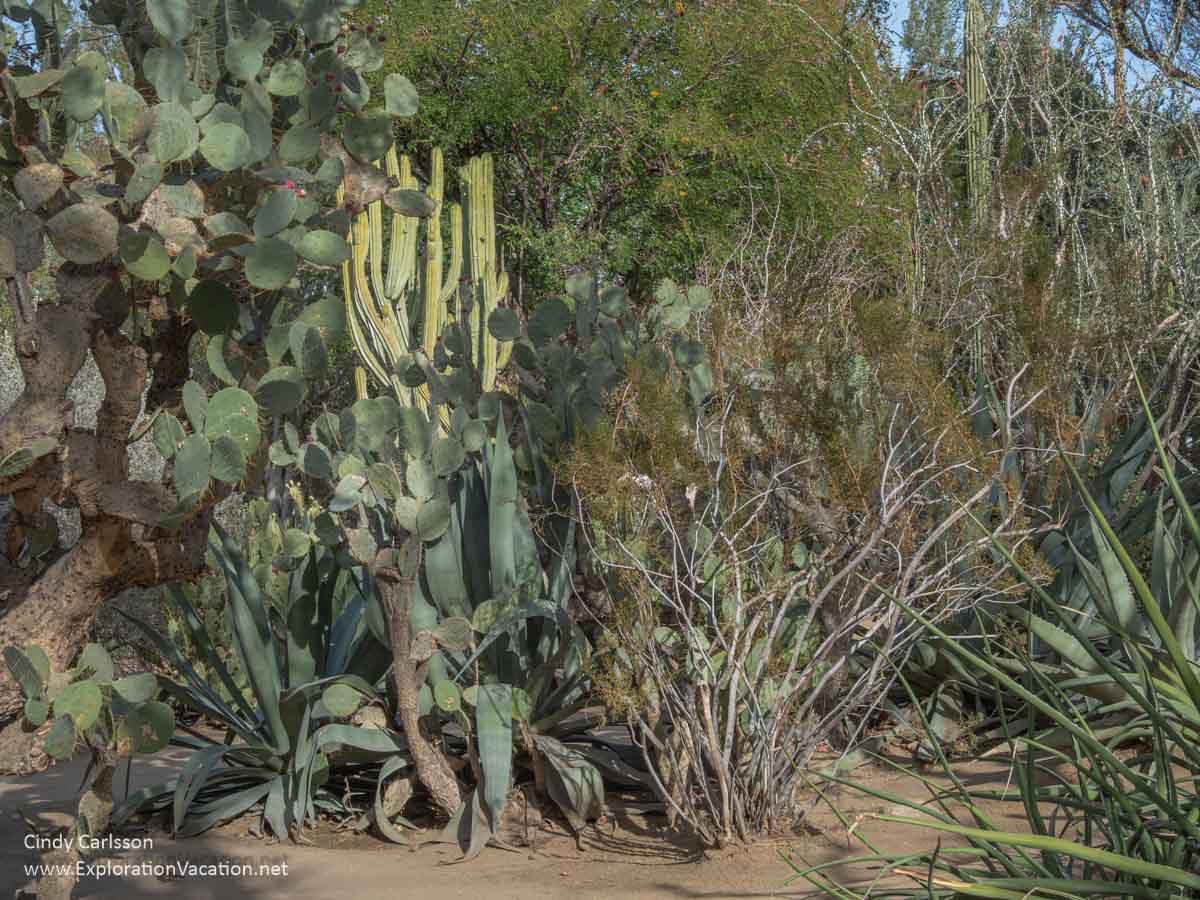 photo of cacti at Moorten Botanical Garden in Palm Springs California © Cindy Carlsson at ExplorationVacation.net