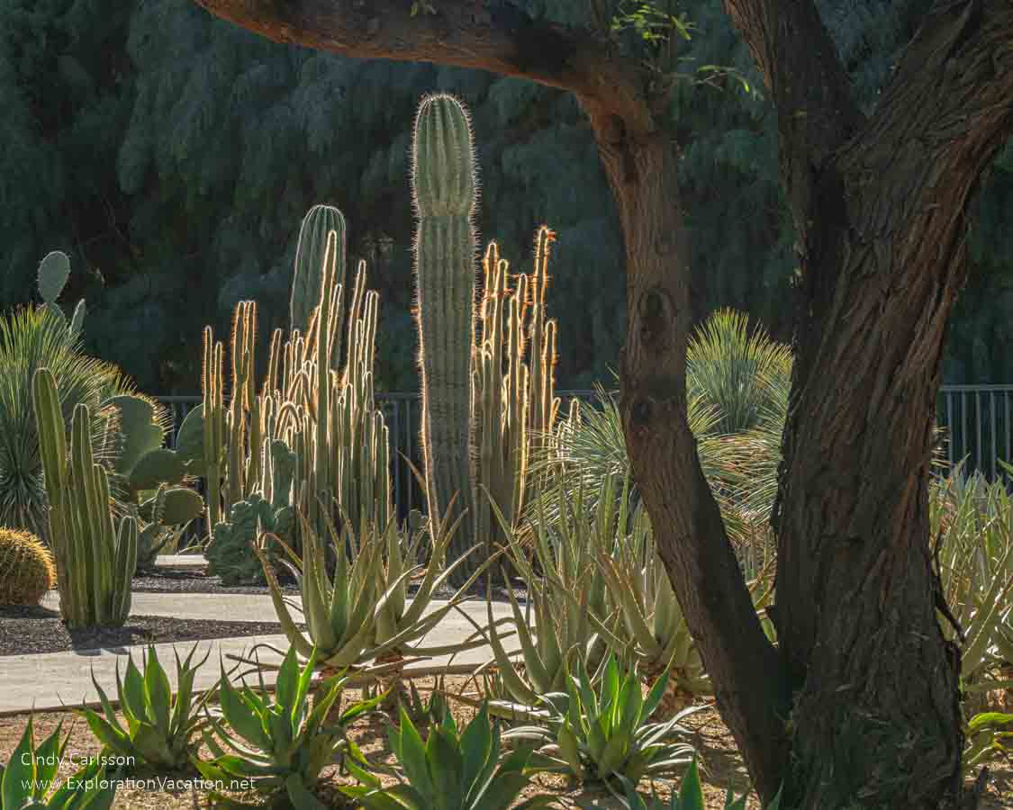 photo gardens at Sunnylands in Rancho Mirage California © Cindy Carlsson at ExplorationVacation.net