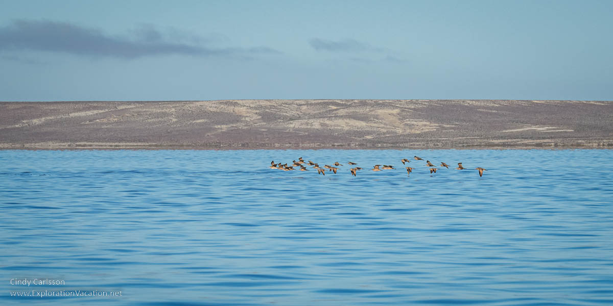 A flock of birds flying low over the water at Laguna Ojo de Liebre.