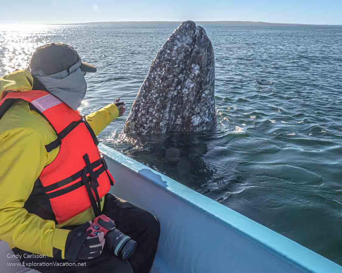 A gray whale spy hopping next to a man in a small boat at Laguna Ojo de Liebre.