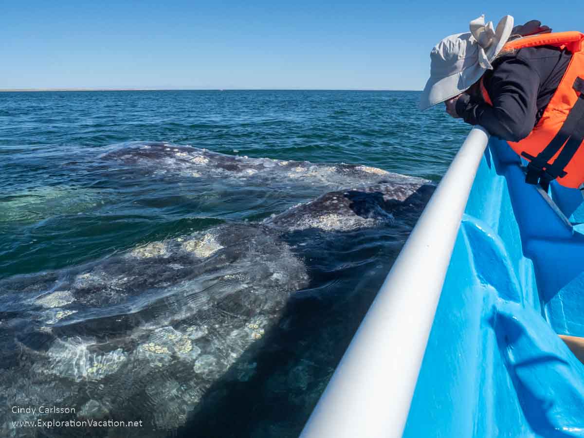 Photo of a woman looking down and a group of whales alongside a small boat in Laguna Ojo de Liebre in Guerrero Negro, Baja Sur, Mexico &copy; Cindy Carlsson - ExplorationVacation.net 