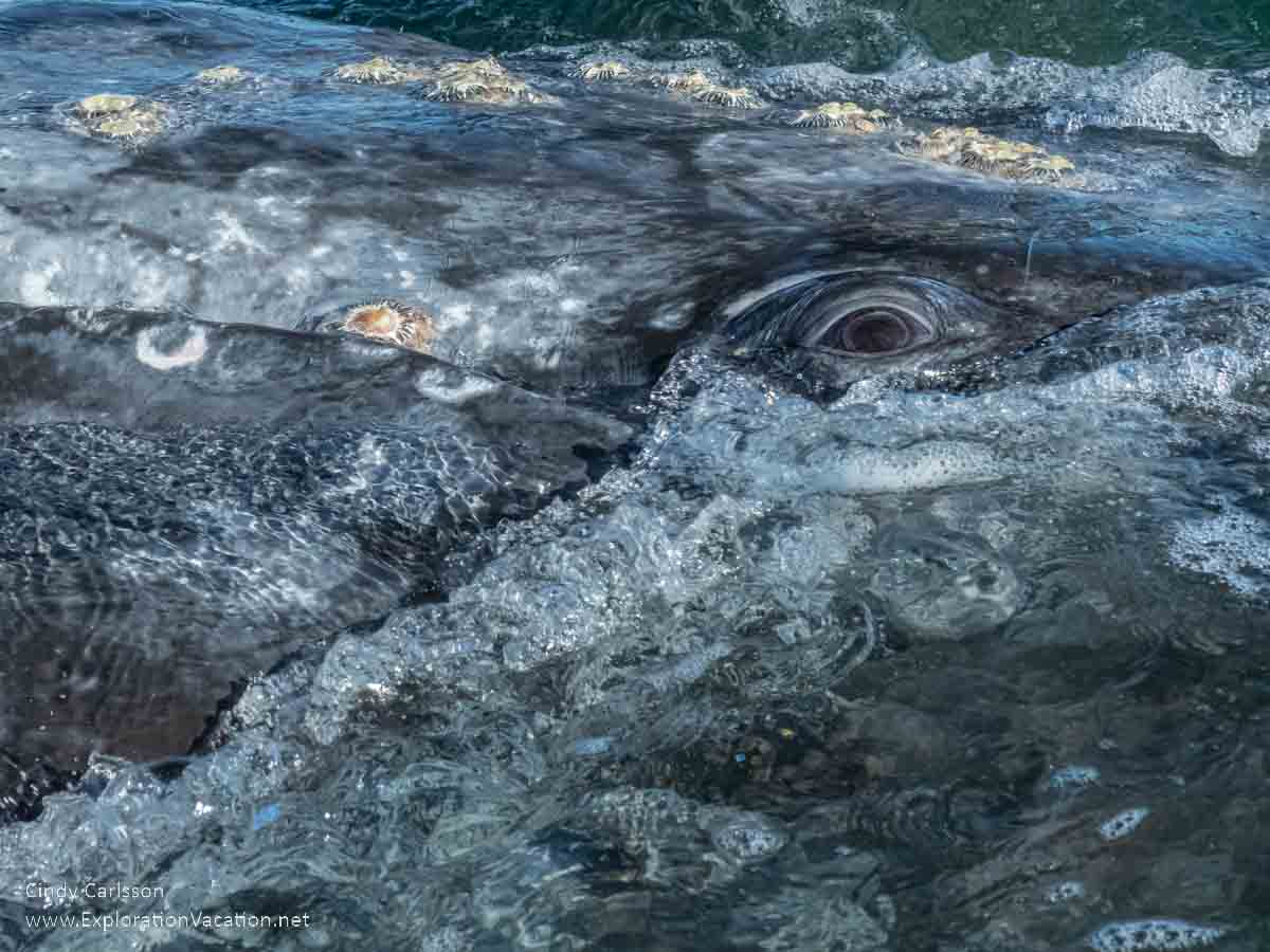 Close-up photo featuring a whale&rsquo;s eye just above the water at Laguna Ojo de Liebre in Guerrero Negro, Baja Sur, Mexico &copy; Cindy Carlsson - ExplorationVacation.net 