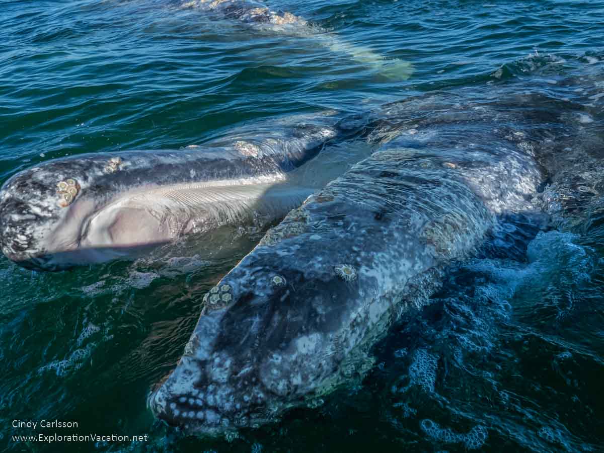 Photo of a whale laying sideways in the water with an open mouth that shows the baleen that filters its food from the water in Laguna Ojo de Liebre in Guerrero Negro, Baja Sur, Mexico &copy; Cindy Carlsson - ExplorationVacation.net 