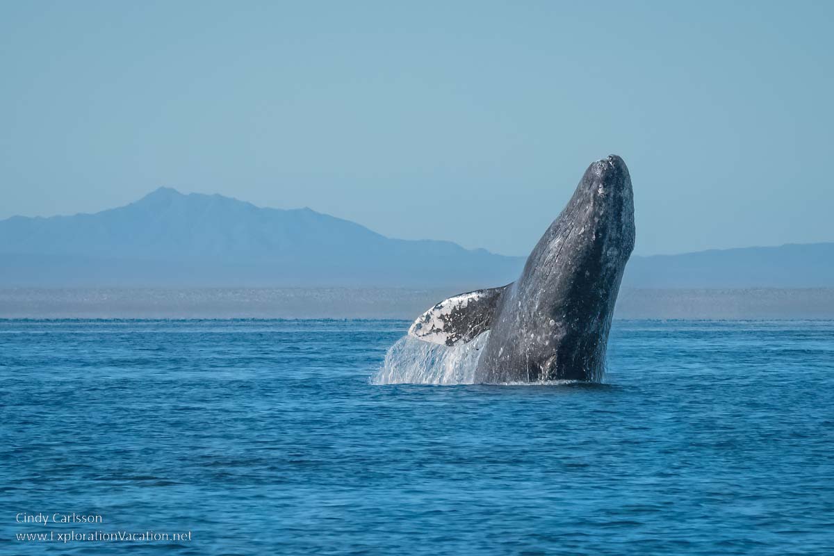Photo of a gray whale breaching in Laguna Ojo de Liebre in Guerrero Negro, Baja Sur, Mexico &copy; Cindy Carlsson - ExplorationVacation.net 