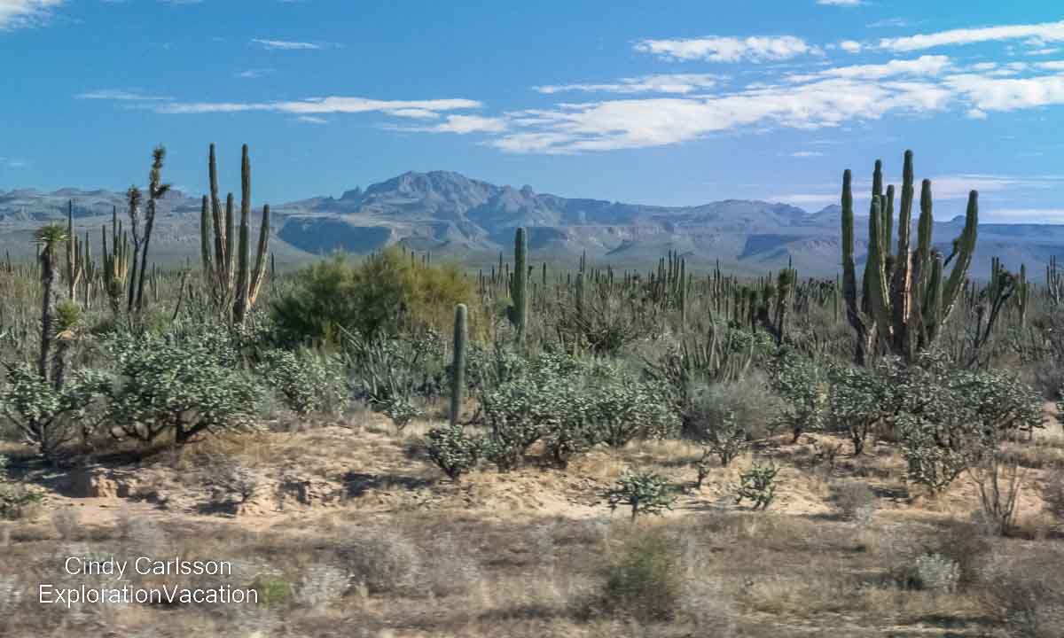 Photo of cacti in El Vizca&iacute;no Biosphere Reserve in Baja California Sur, Mexico &copy; Cindy Carlsson &ndash; ExplorationVacation.net