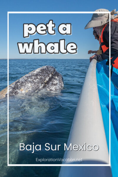 photo of a woman petting a whale in Mexico with text "Pet a whale in Baja Mexico - ExplorationVacation.ent"
