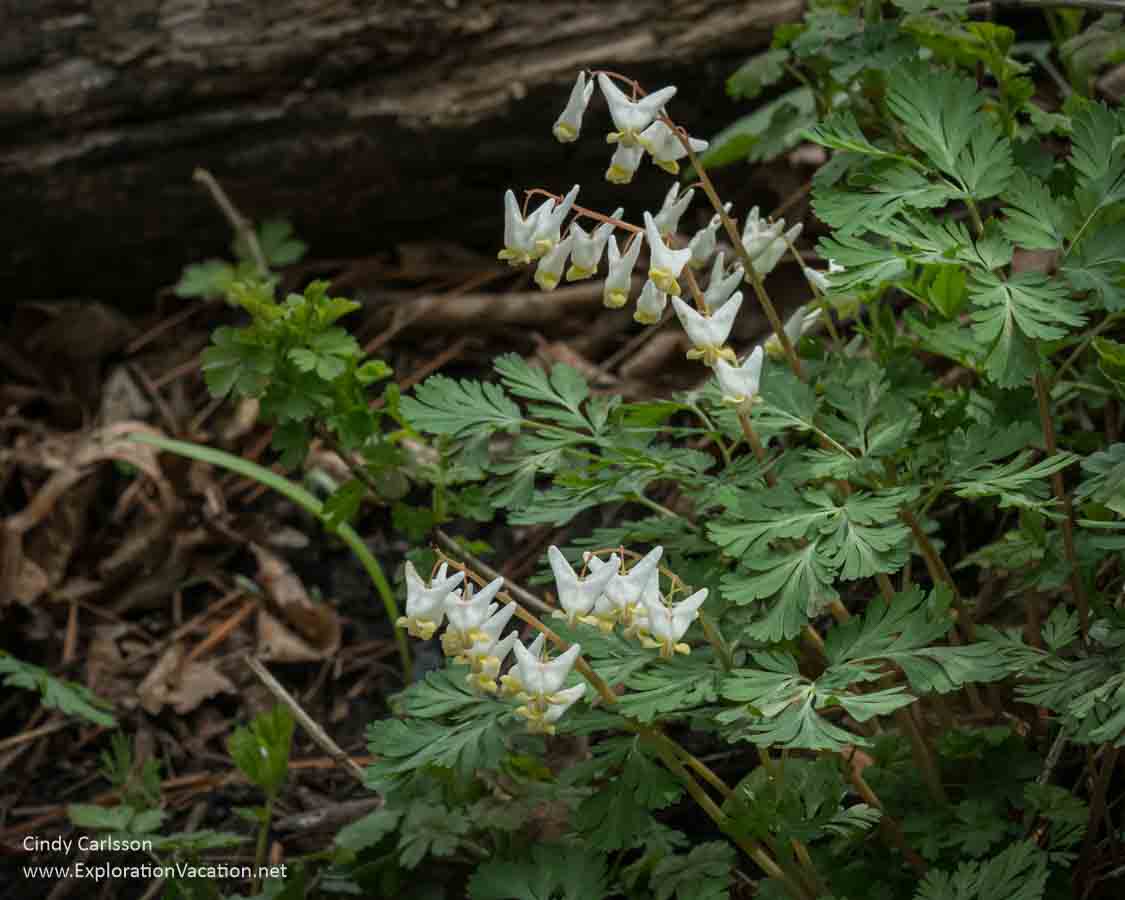 Dutchman&rsquo;s breeches (Dicentra cucullaria) in bloom.