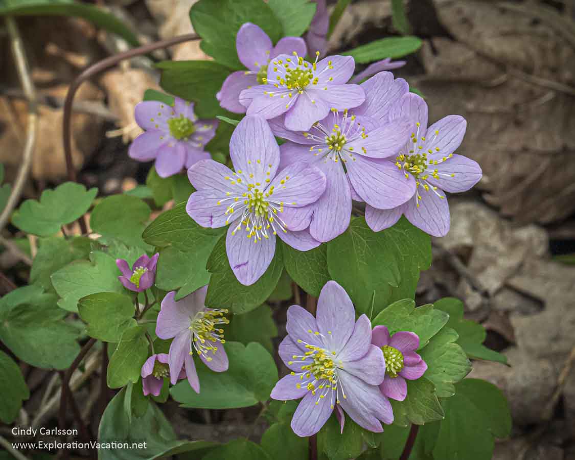 Lavender-flowered rue anemone in bloom.