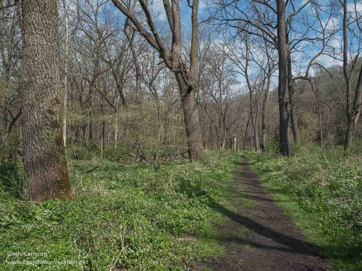 A dirt trail through the floodplain in Carley State Park.