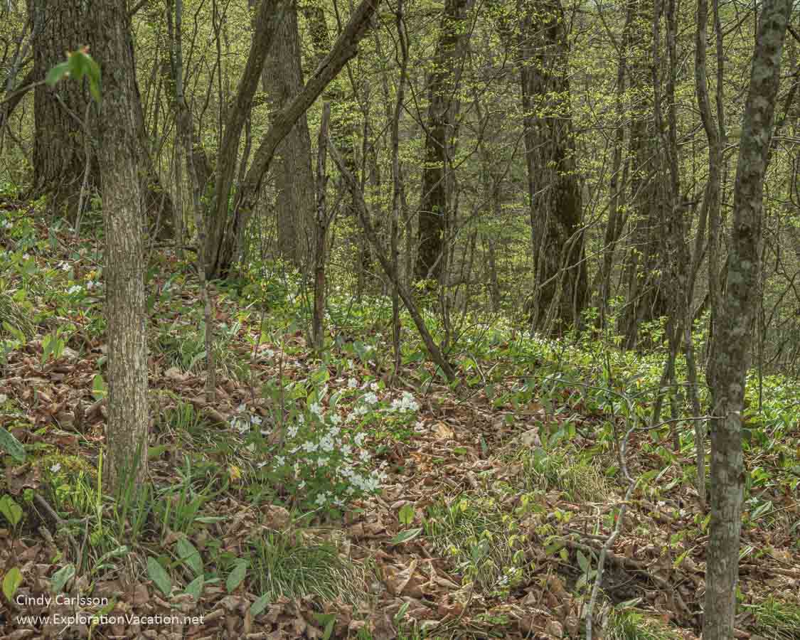 A wooded hillside in spring with wildflowers.
