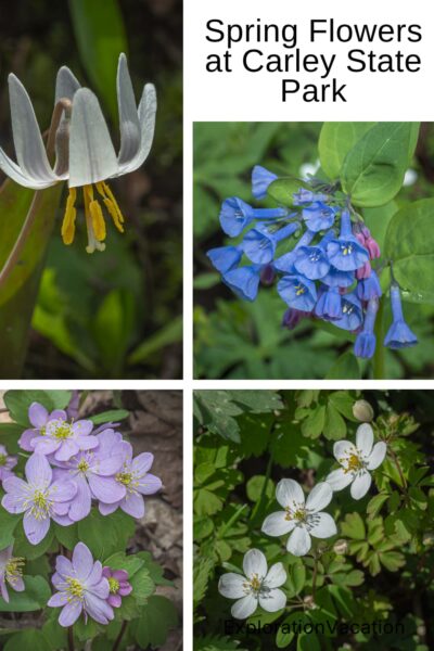 Four photos of spring wildflowers with text: Spring Wildflowers at Carley State Park - ExplorationVacation.net.