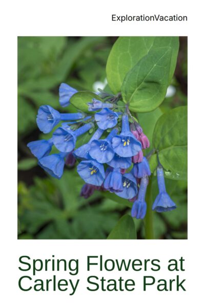 Virginia bluebells with text: Spring Wildflowers at Carley State Park - ExplorationVacation.net.