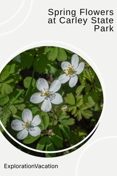 Three small white flowers in a circle with text: Spring Wildflowers at Carley State Park - ExplorationVacation.net.