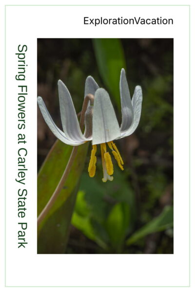 A single flower with text: Spring Wildflowers at Carley State Park - ExplorationVacation.net.