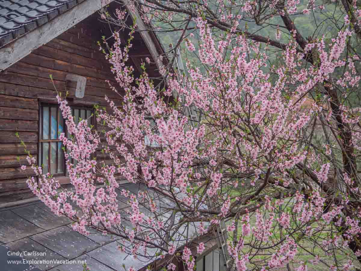 A pink cherry tree in bloom next to a house in Suganuma Village.