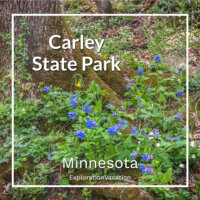 link to post on Carley State Park with photo photo of a tree surrounded by wildflowers and text "Carley State Park Minnesota -- ExplorationVacation.net"