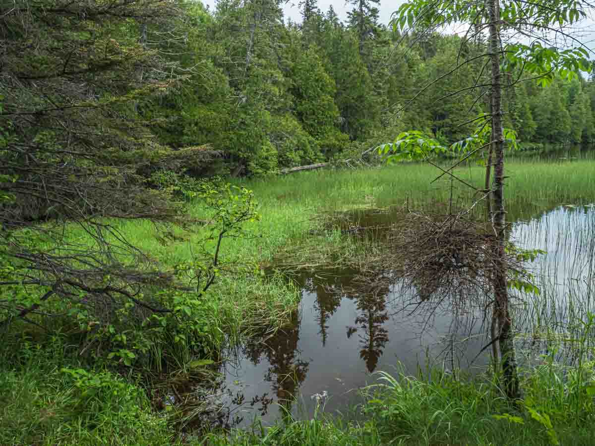 photo of a very lush, green wetland leading into a small lake at George Crosby Manitou State Park in Minnesota &copy; Cindy Carlsson at ExplorationVacation.net