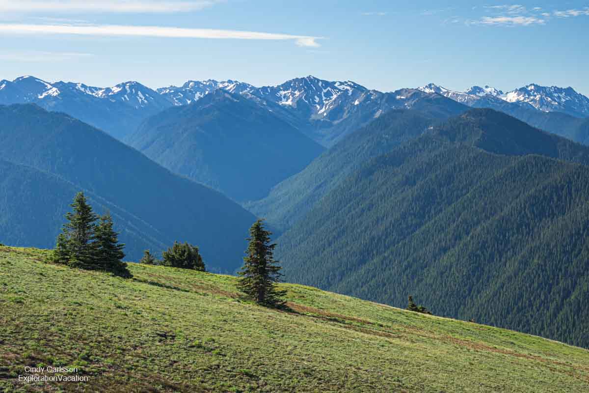 An alpine meadow with the snow-capped mountains in the background. 