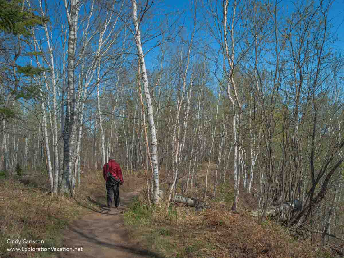 A woodland trail with a man walking on it in spring before most trees have fully leafed out.