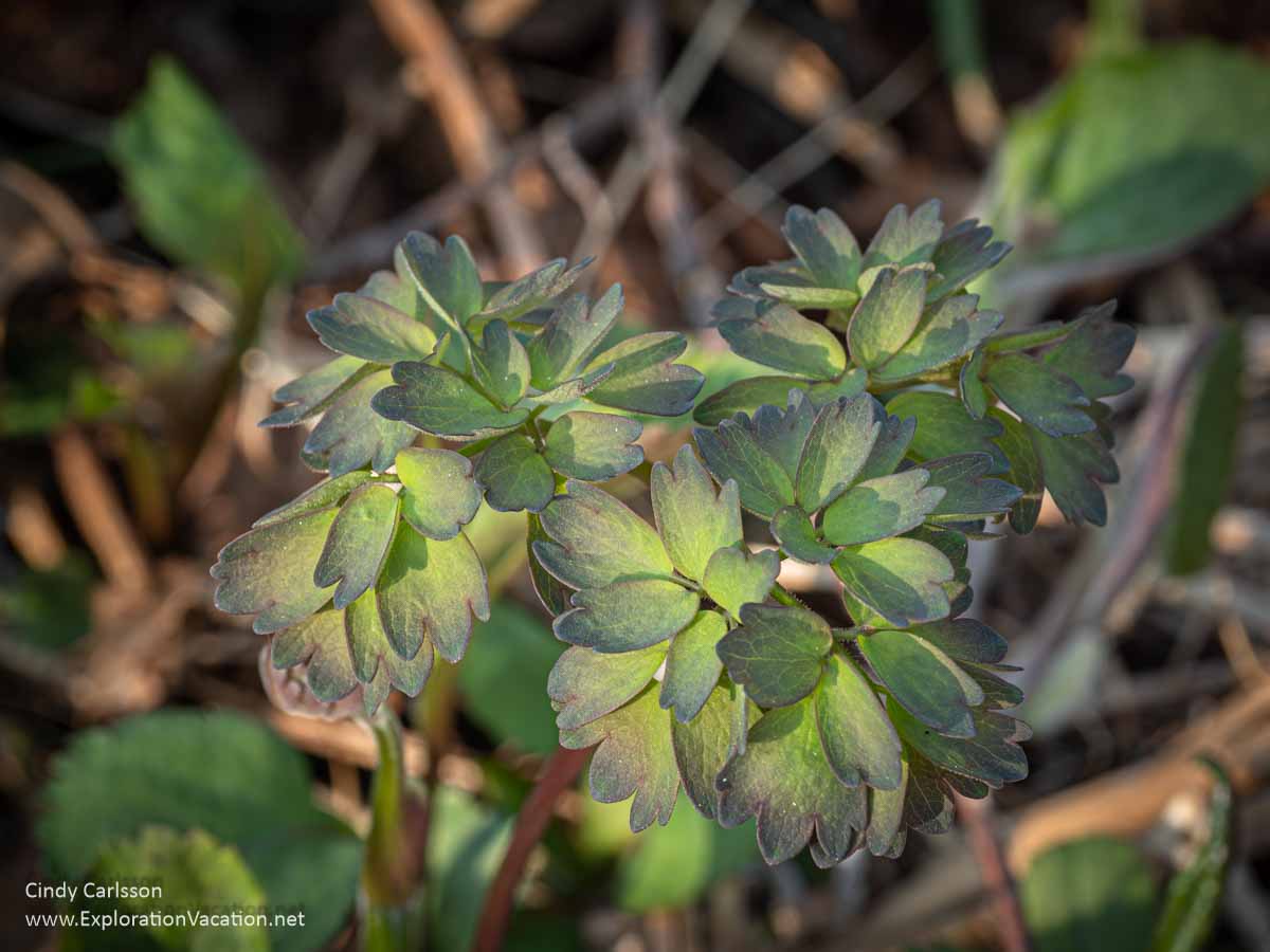 Photo of columbine leaves at the Caribou Falls State Wayside on Minnesota&rsquo;s North Shore &copy; Cindy Carlsson at ExplorationVacation.net