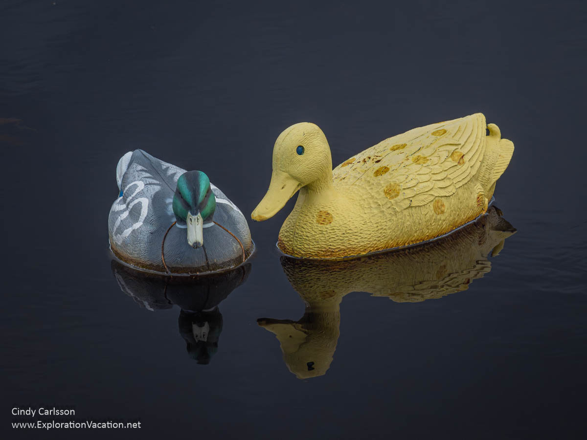 Photo of two not-very-realistic duck decoys floating in water along Highway 65 in northern Minnesota © Cindy Carlsson at ExplorationVacation.net