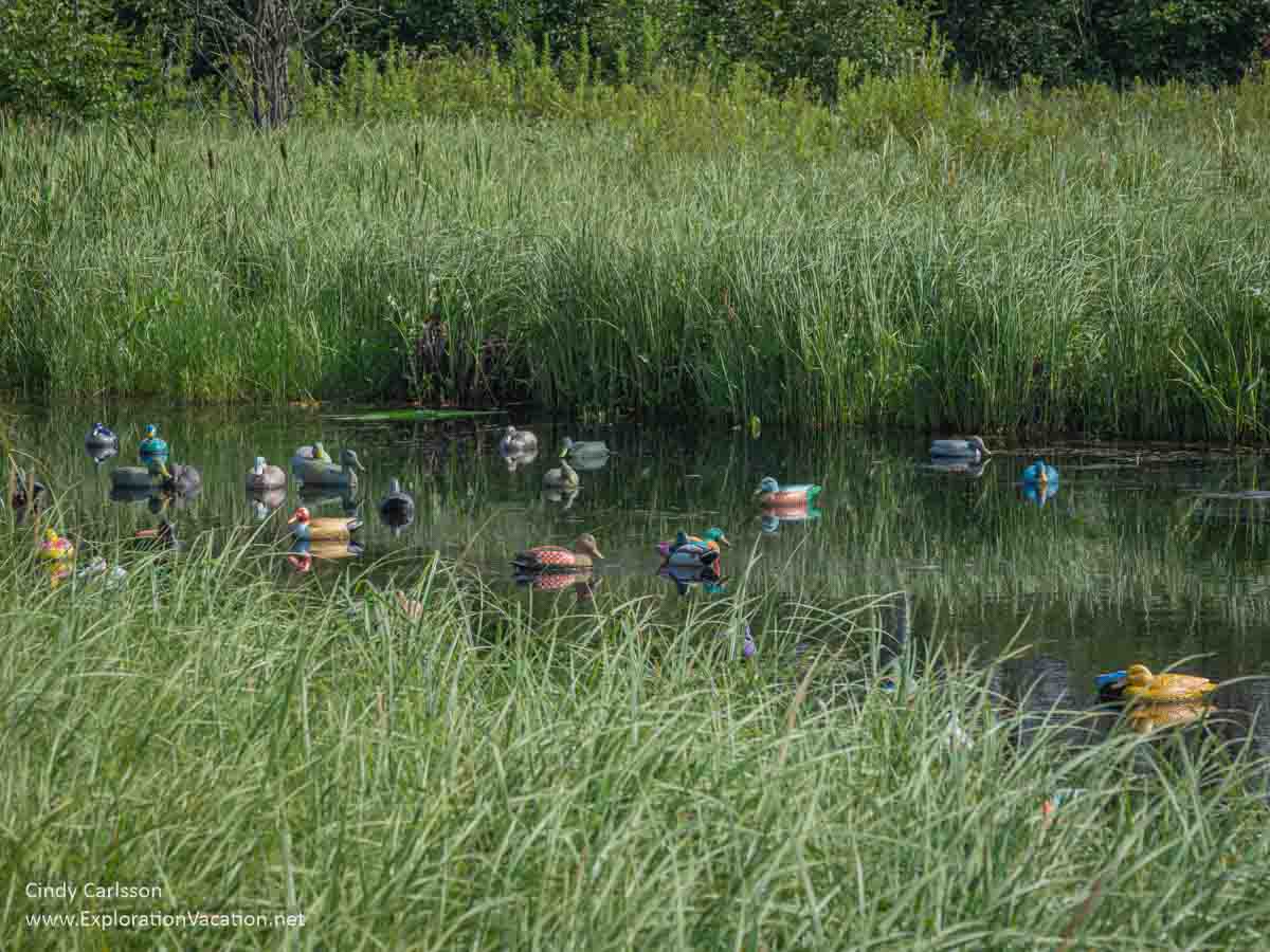 photo of a flooded ditch filled with colorful duck decoys on Minnesota Highway 65 © Cindy Carlsson at ExplorationVacation.net