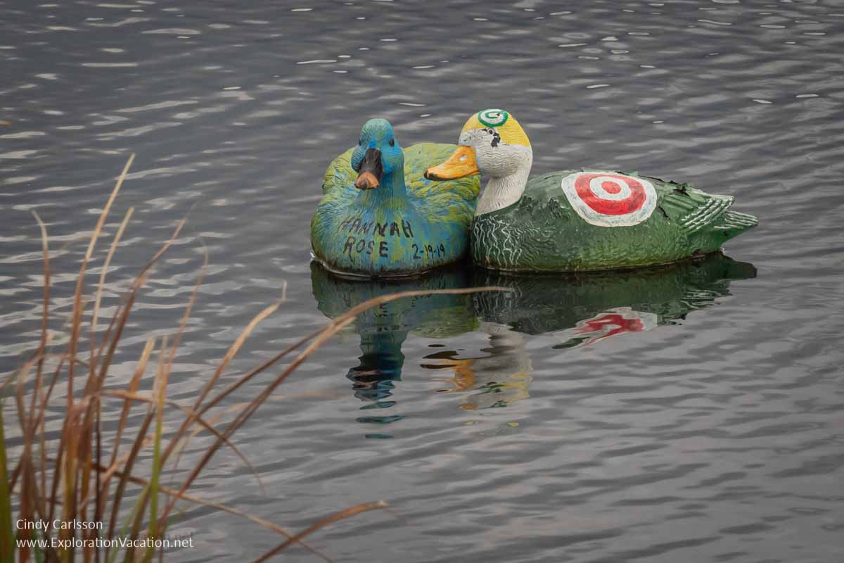 Photo of two painted duck decoys floating in a ditch near McGregor Minnesota © Cindy Carlsson at ExplorationVacation.net