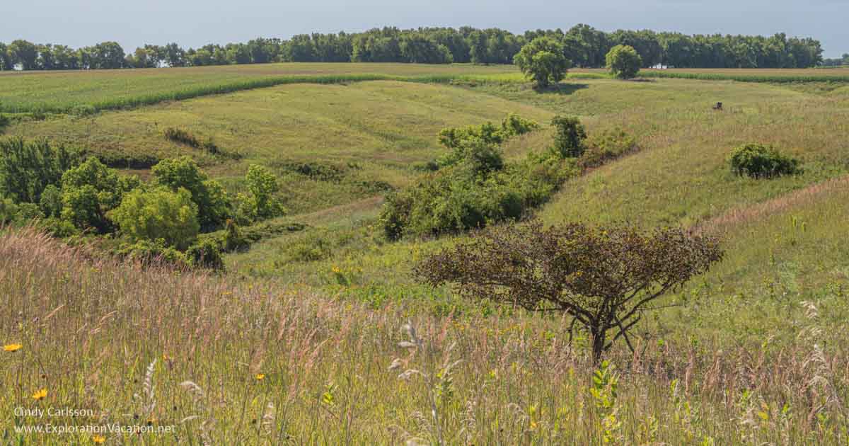 photo of rolling prairie in summer at Kilen Woods State Park in southwestern Minnesota © Cindy Carlsson at ExplorationVacation.net
