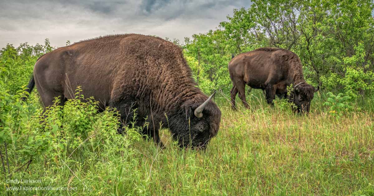 photo of bison in Minnesota's Minneopa State Park on ExplorationVacation.net