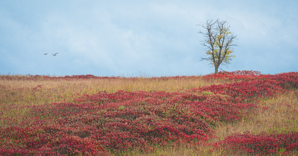 photo of a prairie in fall with a single barren tree and clumps of red-leaved sumac at Glendalough State Park in central Minnesota © Cindy Carlsson at ExplorationVacation.net