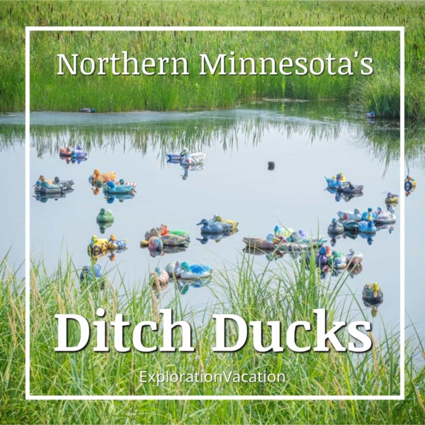 Link to story and photos about Minnesota's Highway 65 ditch ducks on ExplorationVacation.net.