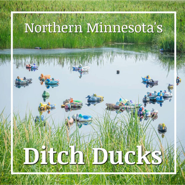 Link to story and photos about Minnesota's Highway 65 ditch ducks on ExplorationVacation.net.