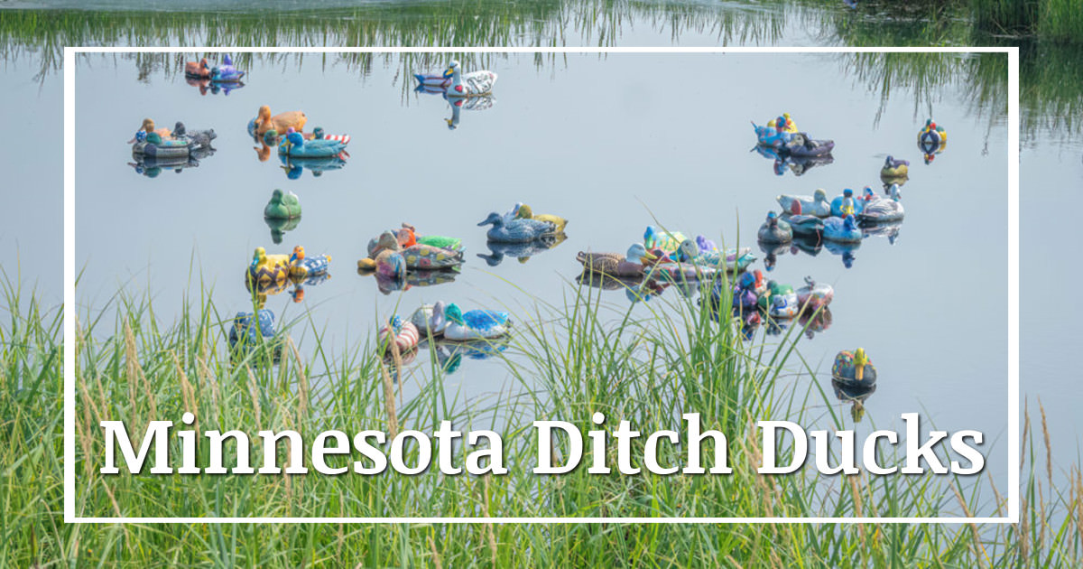 link to story and photos of the Highway 65 ditch ducks in northern Minnesota on ExplorationVacation.net
