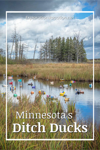 photo of fanciful duck decoys floating in a flooded ditch in northern Minnesota with text "Ditch Ducks - ExplorationVacation.net"