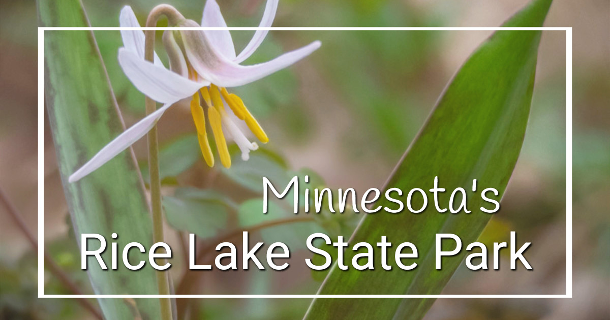 link to story and photos of Minnesota's Rice Lake State Park on ExplorationVacation.net