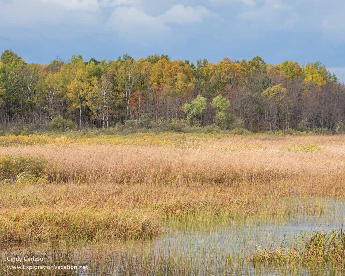 Photo of a wetland and woods in fall at Rice Lake National Wildlife Refuge in northern Minnesota © Cindy Carlsson at ExplorationVacation