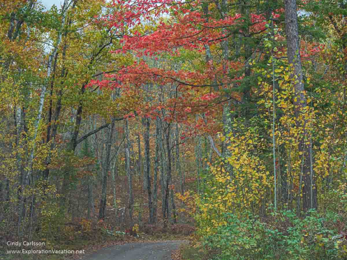 photo of a gravel road through the woods with fall leaves in Minnesota's Savanna Portage State Park © Cindy Carlsson at ExplorationVacation.net