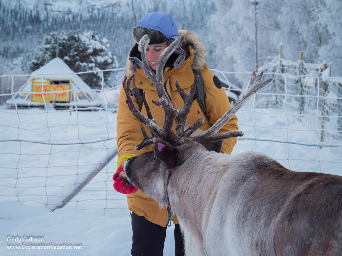 Winter photo of a woman feeding a reindeer a the M&aacute;rkanb&aacute;iki open-air museum in Jukkasj&auml;rvi ) in Swedish S&aacute;pmi (Lapland) &copy; Cindy Carlsson ExplorationVacation.net