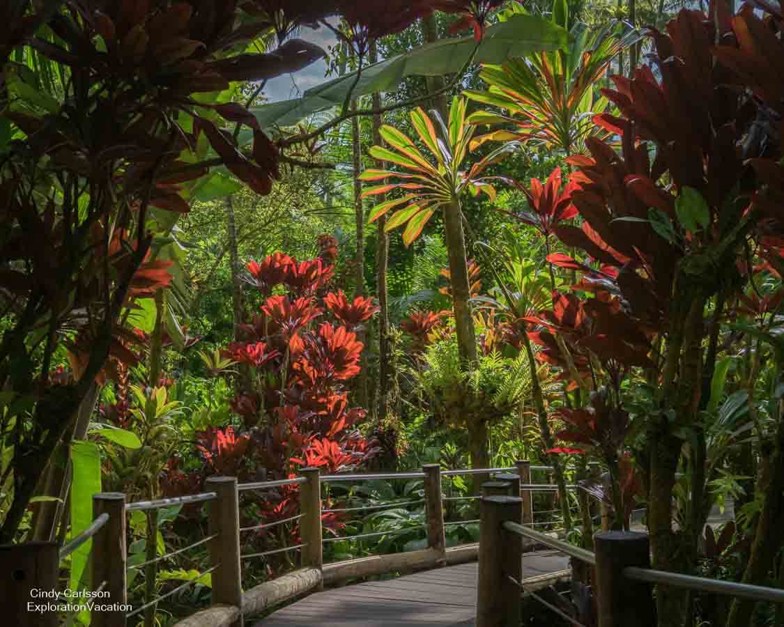 Photo of a path in the Hawaii Tropical Botanical Garden on the Big Island of Hawai'i (Photo &copy; Cindy Carlsson ExplorationVacation.net)