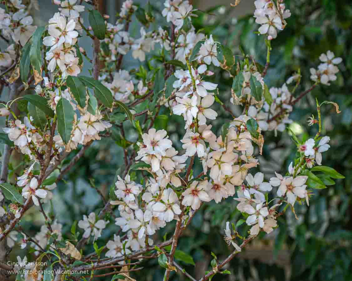 Photo of blossoms on a fruit tree in Rohoen Japanese Friendship Garden in Phoenix Arizona &copy; Cindy Carlsson at ExplorationVacation.net