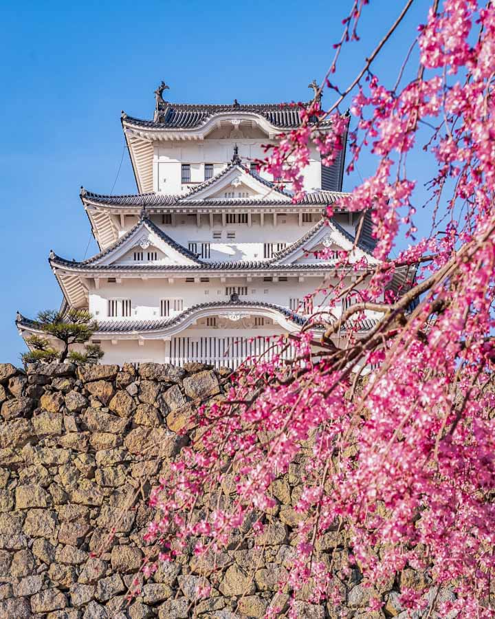 Photo of Japan&rsquo;s Himeji Castle with cherry blossoms &copy; Lasma Plone