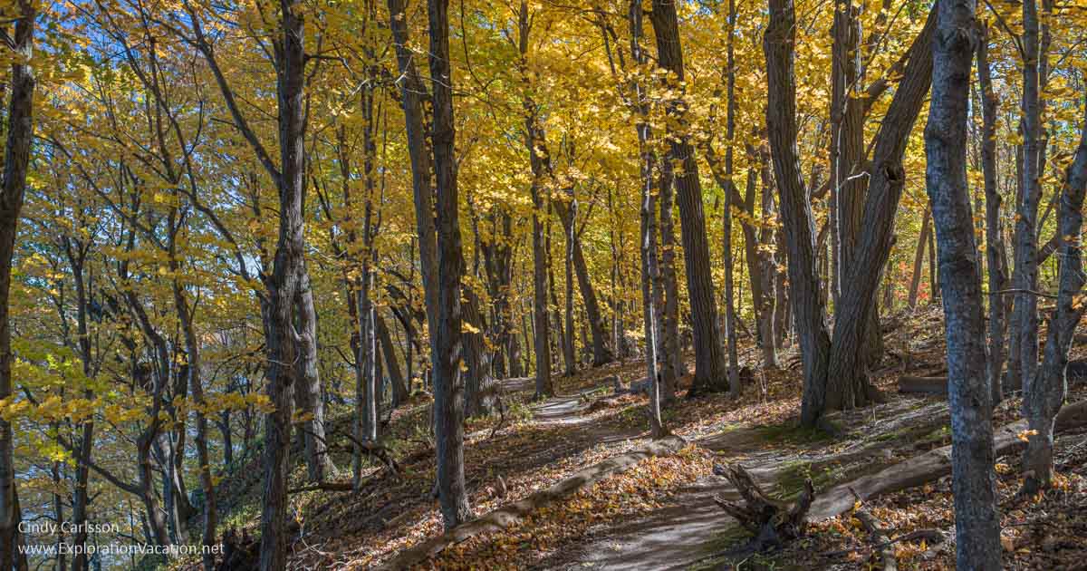 Fall woods with yellow leaves in Frontenac State Park.
