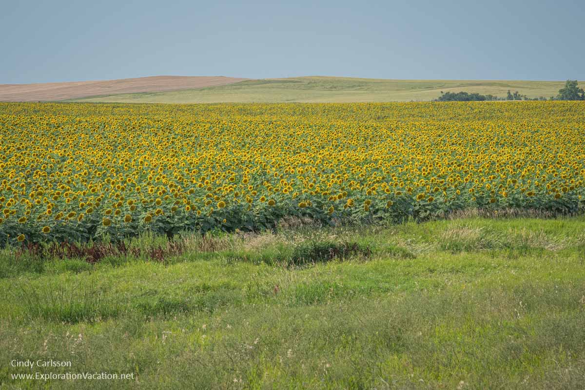 Photo of sunflower fields along the Enchanted Highway in south western North Dakota &copy; Cindy Carlsson at ExplorationVacation.net