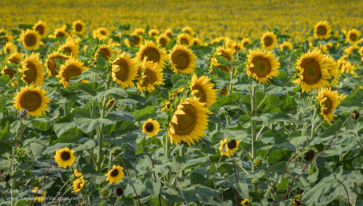 Photo of sunflower fields along the Enchanted Highway in south western North Dakota &copy; Cindy Carlsson at ExplorationVacation.net