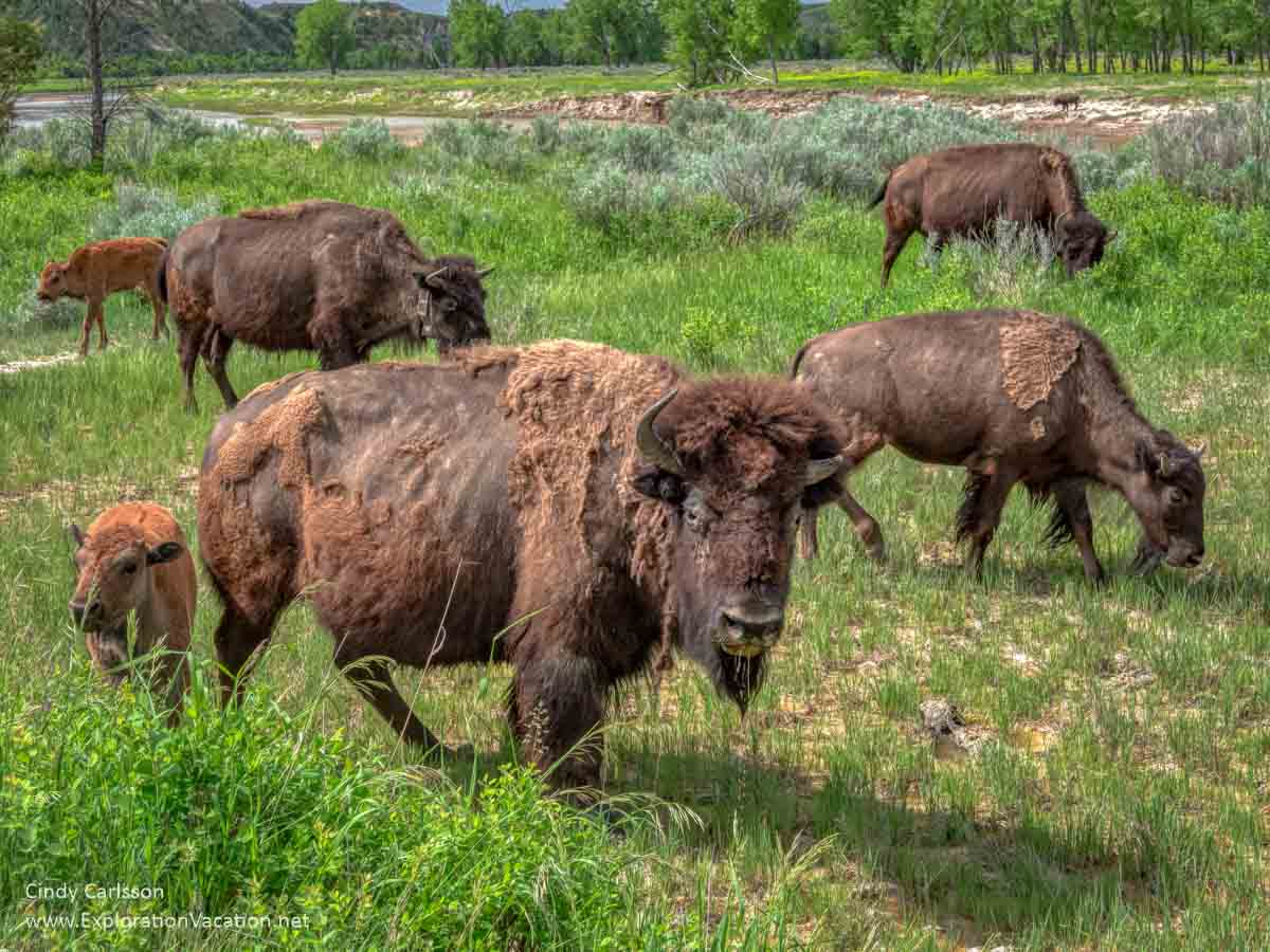 Photo of bison in Theodore Roosevelt National Park in North Dakota &copy; Cindy Carlsson at ExplorationVacation.net