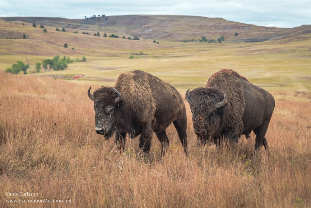 photo of two bison in Wind Cave National Park in South Dakota in autumn &copy; Cindy Carlsson at ExplorationVacation.net